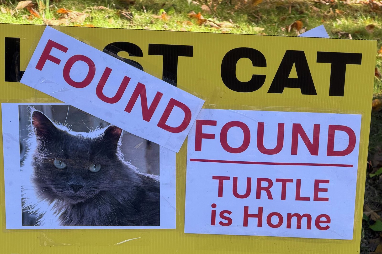 Greenwich cat missing for 571 days finally reunited with family