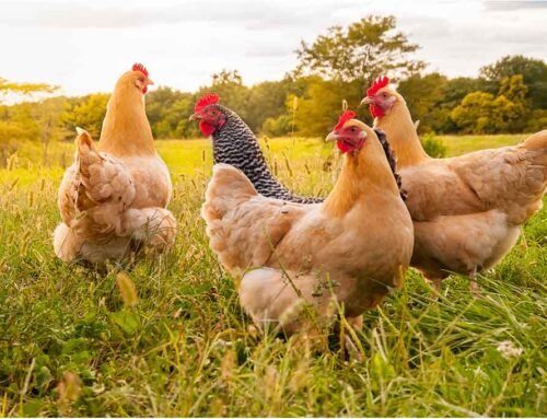 20 Surprising Facts About Chickens You Didn’t Know –