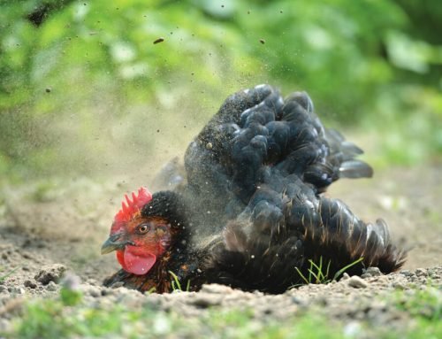 Treatment of External Parasite in Poultry