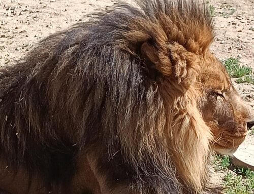 Ventura County sanctuary kept exotic animals without permits, D.A. sa…