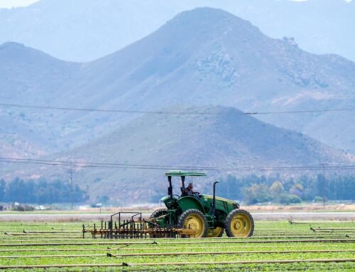 As the summer harvest launches, uncertainty hangs over California fie…