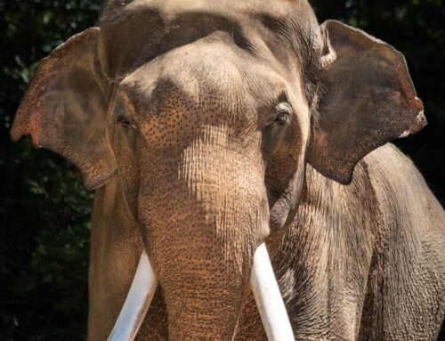 L.A. Zoo puts elephant program on pause, relocates Billy and Tina