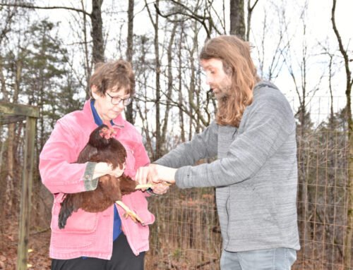 Well-Dressed Hens – Backyard Poultry