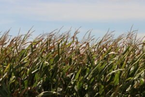 ‘Excessively wet’ conditions reported as harvest begins in Iowa 