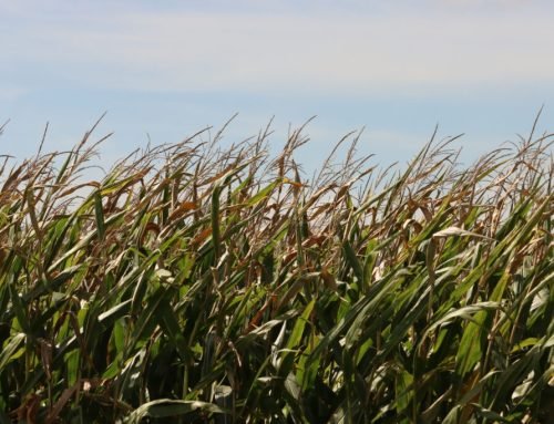 ‘Excessively wet’ conditions reported as harvest begins in Iowa 